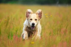 cdb1a0e29fb95dc87171e188d6ff8054_246