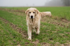 cdeaec0c76e4cb4426b9946a270ea555_246