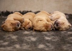 ce1ed63e8f5a69376d7393bbcdd803fb_237