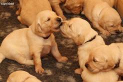 ce68f7d780c1735fc5d13f7cdbd5e1ac_246