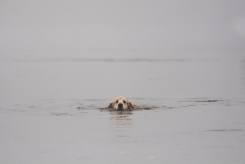 ce87d0deffed35ae199c1eebc3ffee3a_245