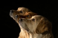 ceb8a3358671f05fb0595835ff99a49a_195