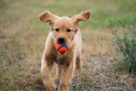 cf0699f26dde3ed358b0bbd952109813_195