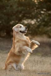 cf18d1b84652e1baae7c1e2b2d7963ba_164x245