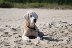 cf63dcbc653d63798e795326746f7e28_246