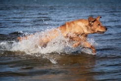 cf9e0837a7fcde4087ae45b1d9cda9ad_246