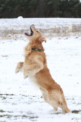 d004b9a9776a6f0a0f9d4c08baec85be_164x246_fill