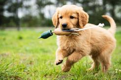 d00e99db285d2553802bfbf0becf3aaa_246x164_fill