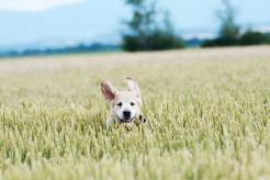 d040189a3c209133e6bb17de2d51e5d5_246