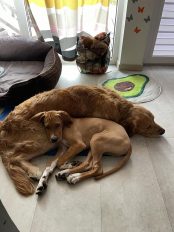 d07287f1606283244025f40b511d4797_174x232_fill