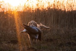 d08f6a7c37de73da9d85cb8e29b4b825_245