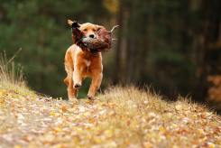 d0b66f5cf024b0281c88a890f4506d15_245