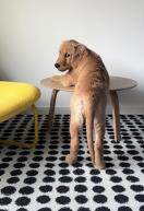 d14a53955d5175e13dd232d22a00a8c0_132x193