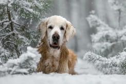 d1aa1b8c2263f879d14dc908c697cca1_245