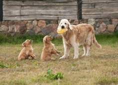 d1d221b1d56eca412a4c62bd10803396_237