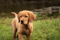 d1f211c5f52bcce4d7b9d5881aadd8b2_195x130_fill