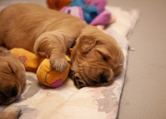 d2c7c3989ec9771efb46d3824fe1611d_237