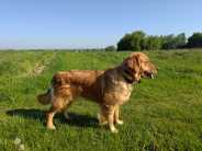 d2d62de08a1bf9c7ca674d2f78178434_184x138_fill