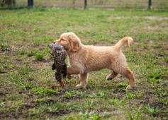 d33cfed821b37eab201a5858af7dd0d6_237