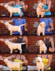 d376e0cdcd4ff1854f48be87faf73f92_176x229