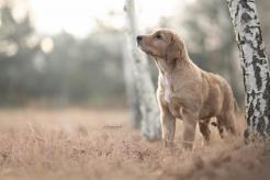 d385378779b611d80c366ef7a22a2a81_246x164_fill