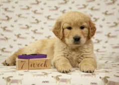 d39454471d64b69e748e9239164d6af0_237