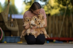 d397d6cea2bdcc09e422b1373d4c8726_246