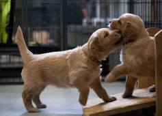 d3fee85b5f4682fbfe2605920edfe98e_237