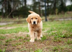 d40e9ba2af5524aba7e23eee8356c9e0_237