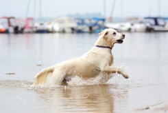 d427fb0e79938787763bce50a32867e1_245