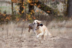 d46c9139dea8529bf9328af694a89edc_246