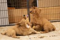 d4d57b1c5a521ec26ff1b324ccc82e5c_195x130_fill