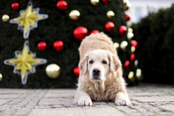 d4edc8423362d1040fb50b268c083eb0_246