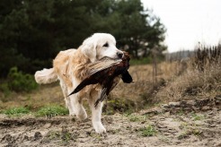 d55570e45358aa696a840c80a17ade60_246