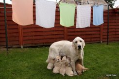 d578599cce7a7e7a4510b9e03d26166f_245