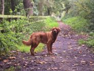 d585bad61e601e52123459b2b8631db5_184x138_fill