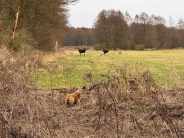 d5a6c180bfd01535cf2b80a8ae278418_184x138_fill