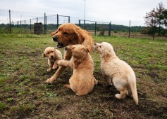 d5e62176e0981d7adcb86a85f7345b44_237