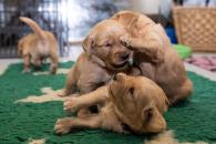 d6a6bb4b6690fa291c0bf7d1a26b61da_195x130_fill