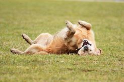 d6b81db953198b1efe0a30334d5376d5_246