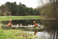 d720bea0ae435927989d58240bcfcfe2_195