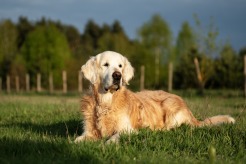 d72cb461be88429a47816388e30b107e_246