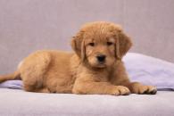 d76ef9a5030ff8f6cecb8899004d35e9_195x130_fill