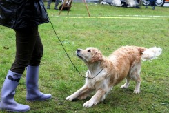 d78ba3985e41ee3251640474851517f9_245