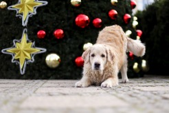 d7a334a039ff18277d24825dcd4607cb_246