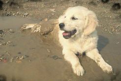 d7af937821efca8299ff5ea53b2c2799_246