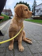 d7d5c4d6bdcbd5a54441a8ca7ac1dd6e_138x184_fill