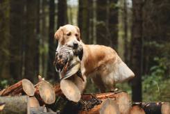 d83b4b82fdb1f6d900a8ca4472bd1c8f_245