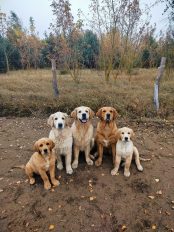 d84caf09307536b5df5cecb38db993b9_174x232_fill