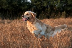 d85007213989da6f5b93793deb370525_246